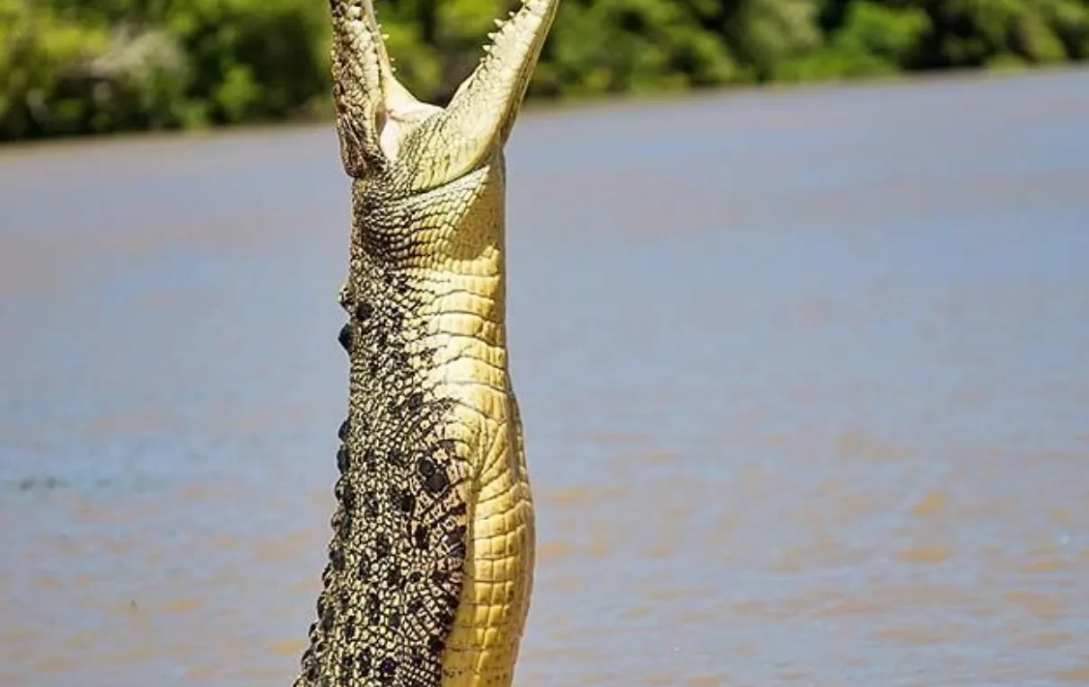 How to Choose a Safe and Ethical Crocodile Tour Operator