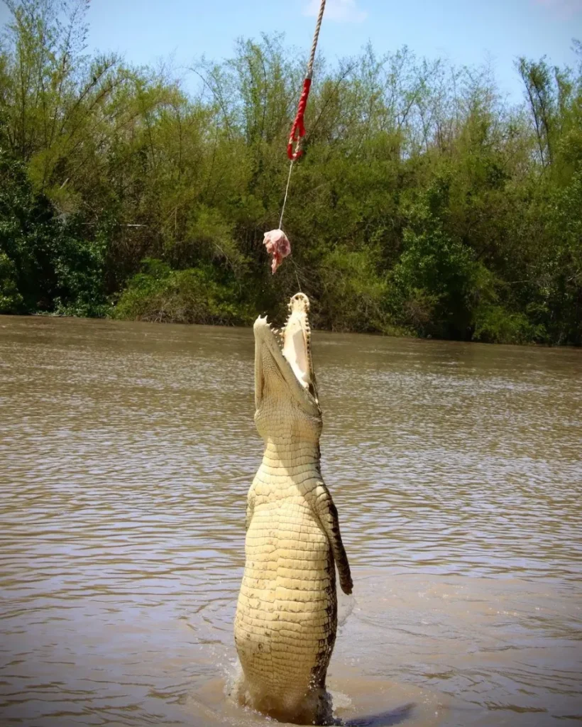 Jumping Crocodile Cruise