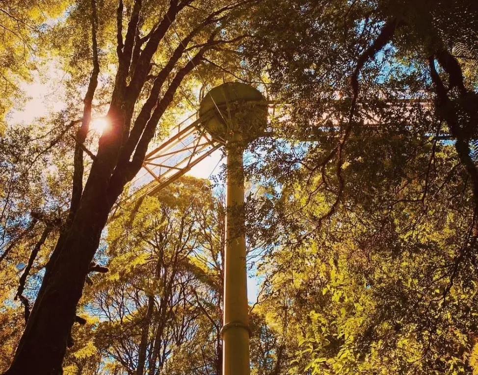 Otway Fly Treetop Adventures