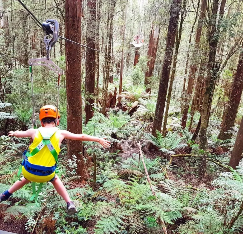 Otway Fly zip-line