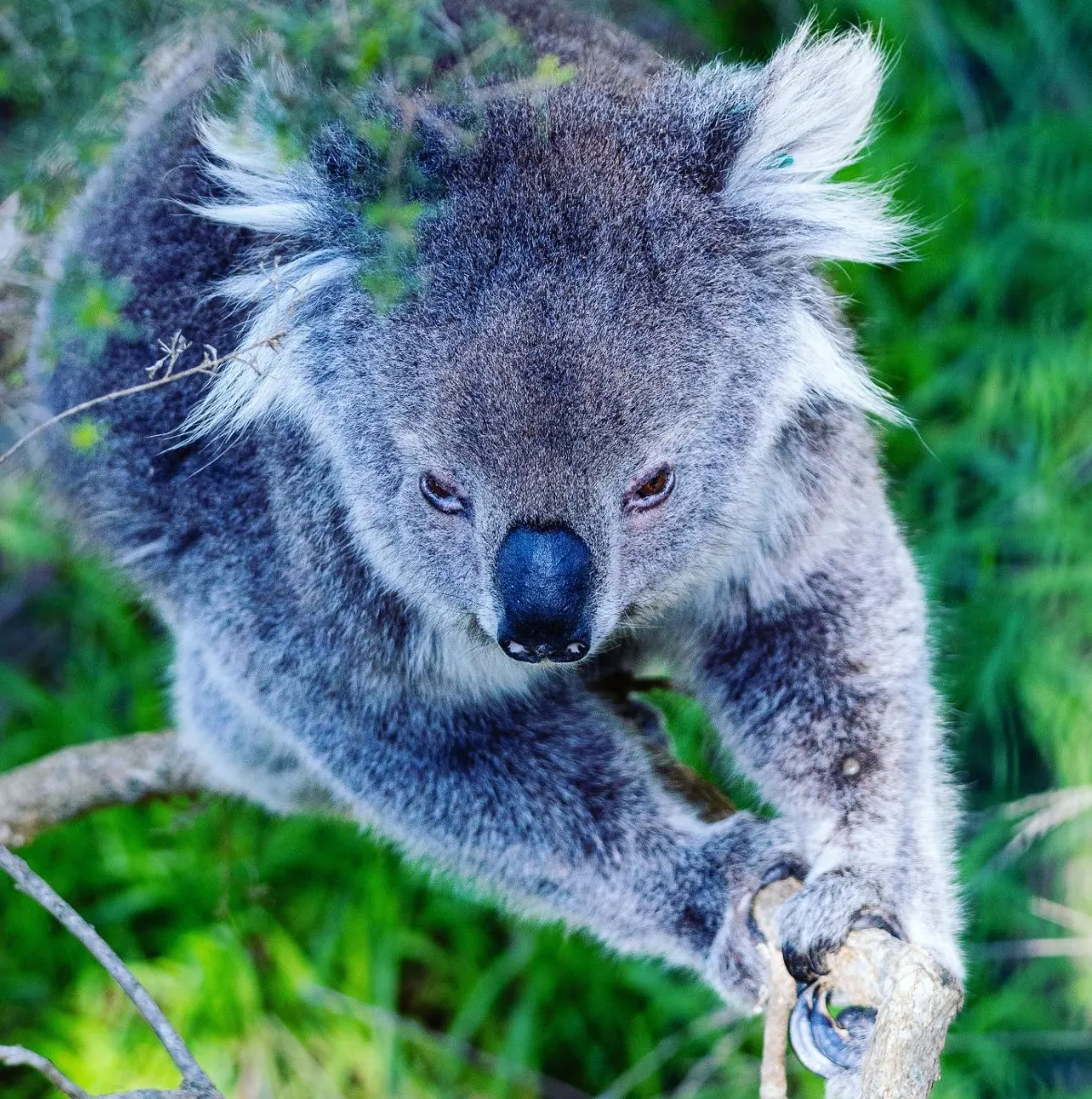 Koala Conservation Reserve