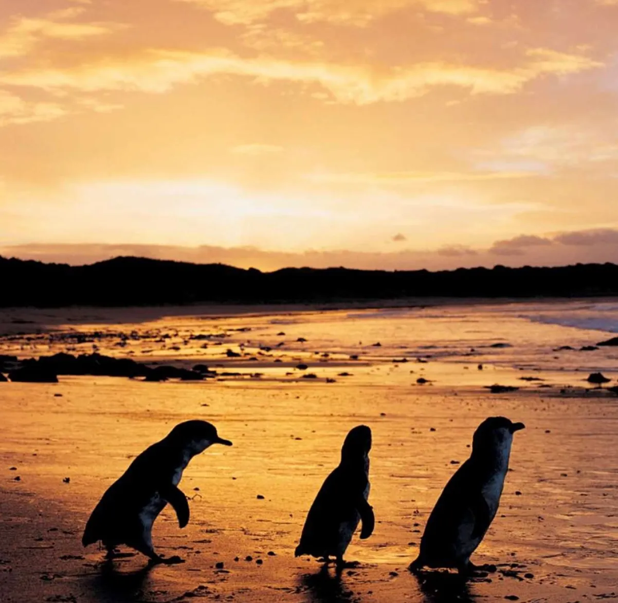 Phillip Island Penguin Parade