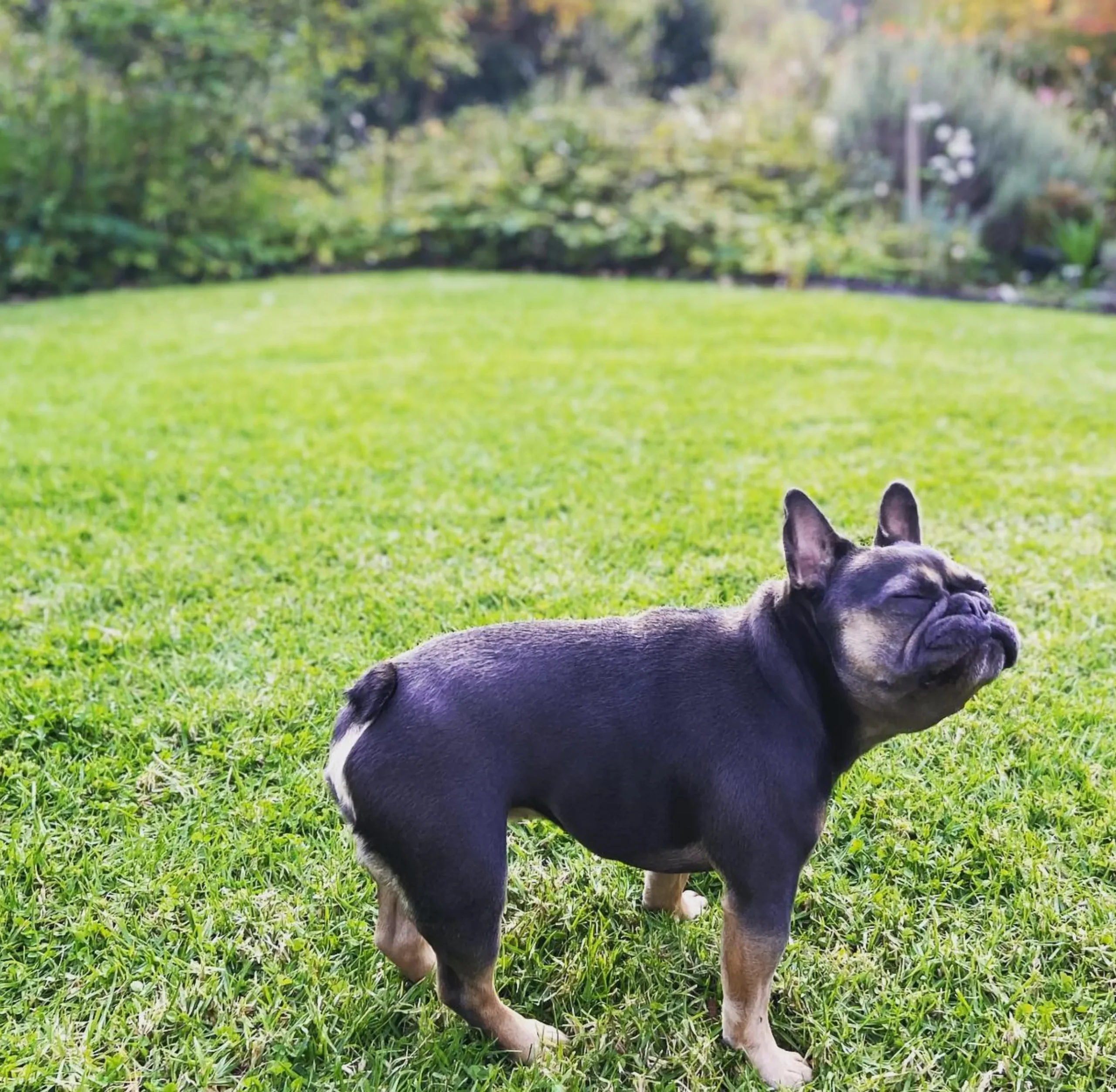 Dog Friendly Garden, Yarra Valley