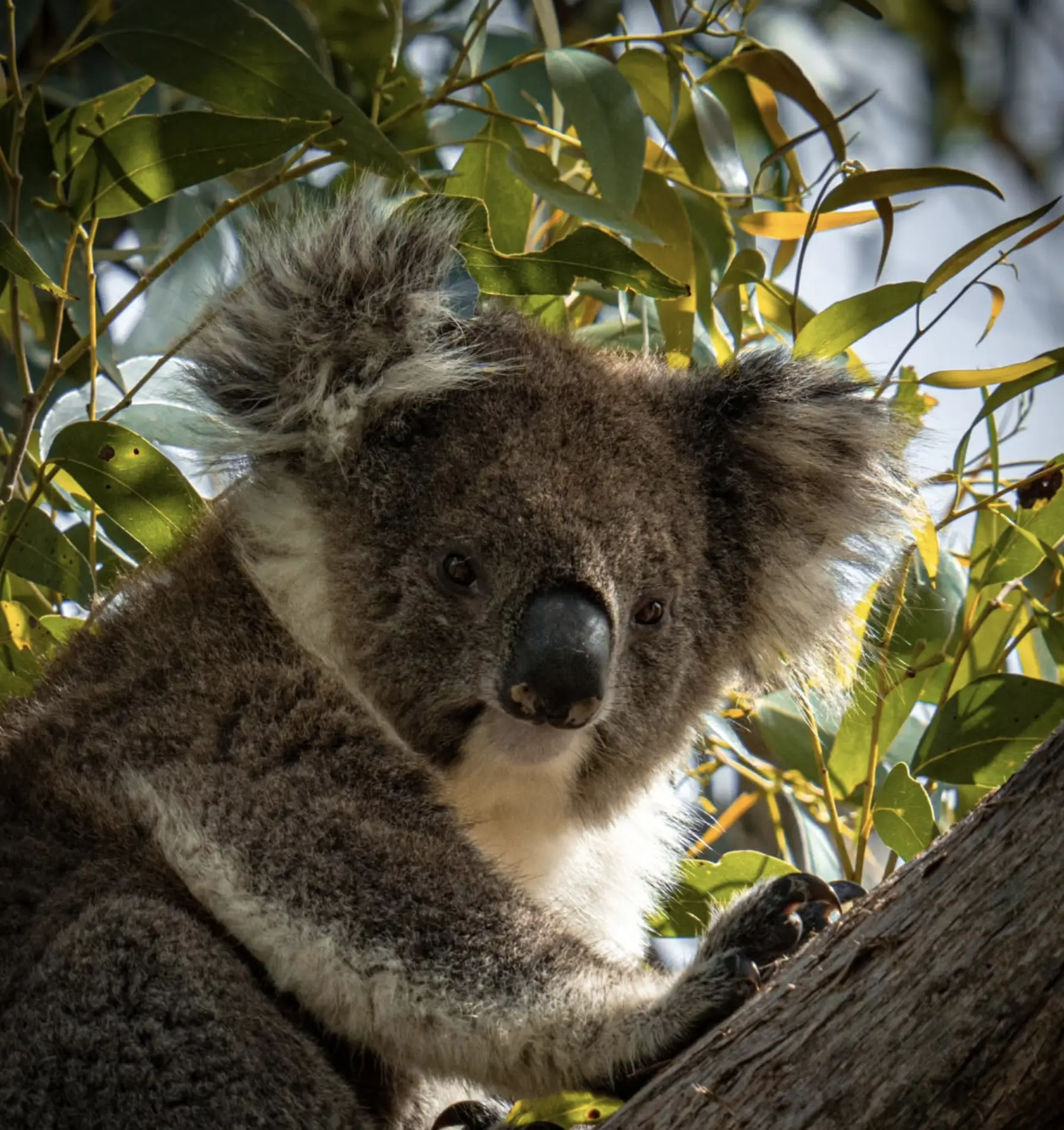Great Otway NP